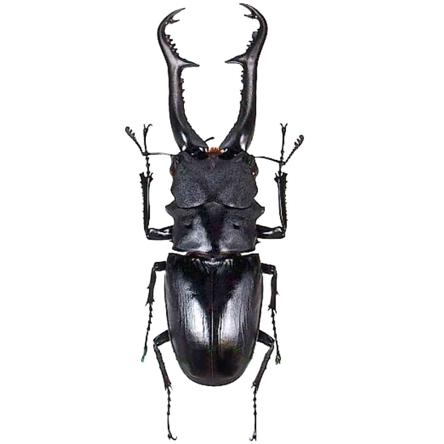 L'Arca di Noè - Prosopocoilus giraffa nishiyamai GIANT Cervo